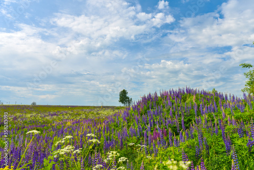 Fototapeta Naklejka Na Ścianę i Meble -  landscape summer Central Russian strip of Russia wild flowers