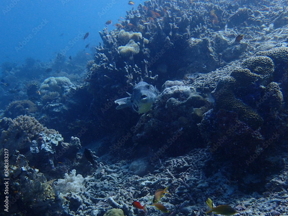 マレーシアの海を泳ぐケショウフグ マレーシアの海を泳ぐケショウフグ