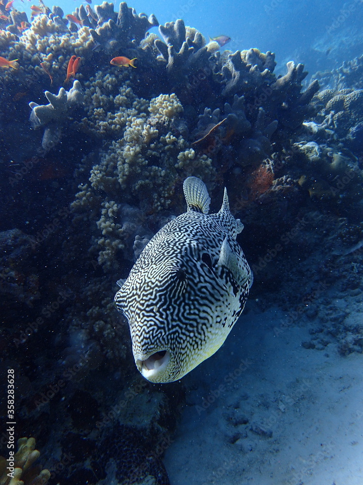 Obraz premium マレーシアの海を泳ぐケショウフグ