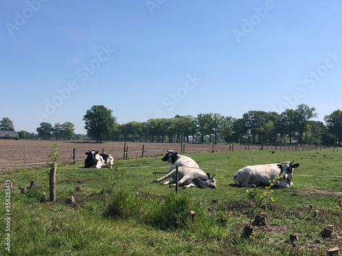 Cows laying in the grass around Sinderen photo