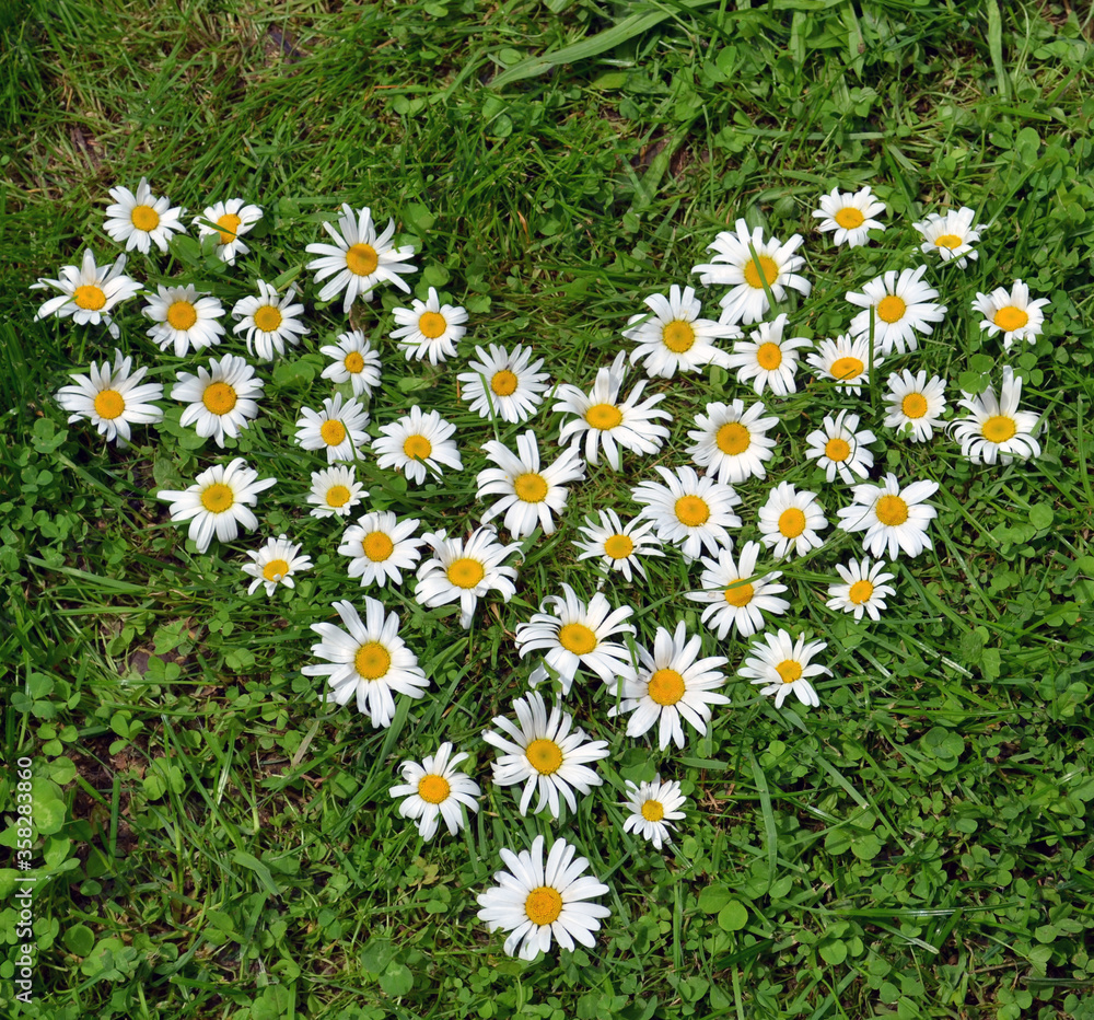 Fototapeta premium A heart made from daisy flowers on the grass
