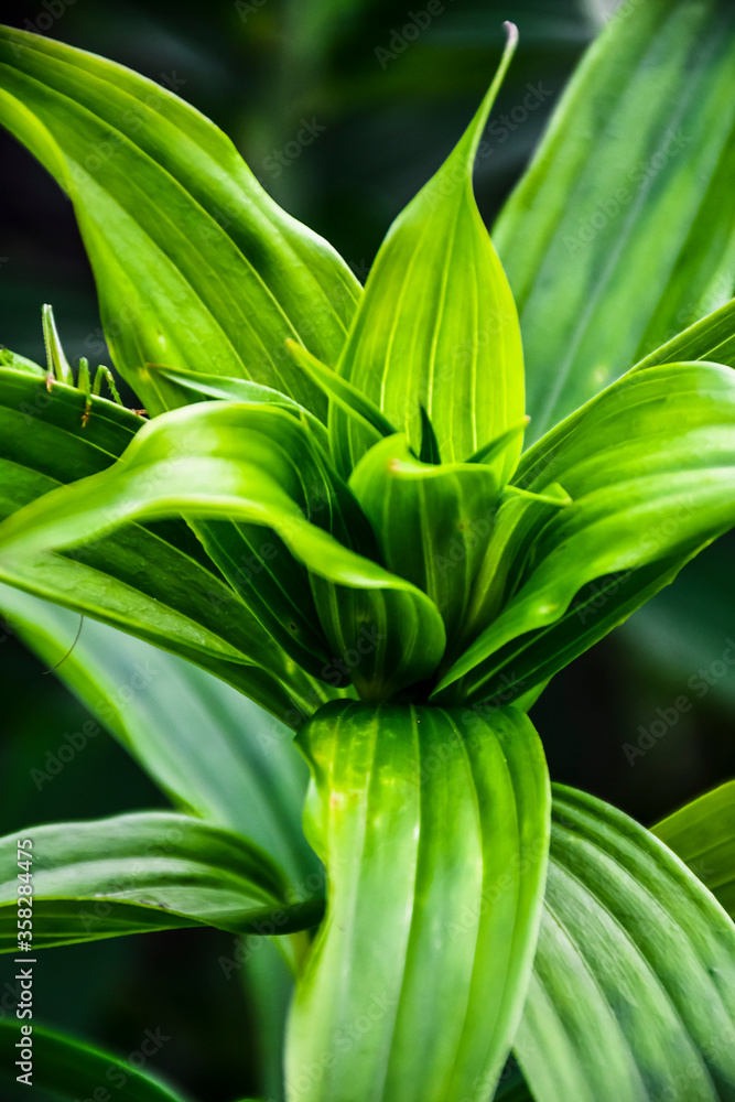 close up of a plant close up of a plant