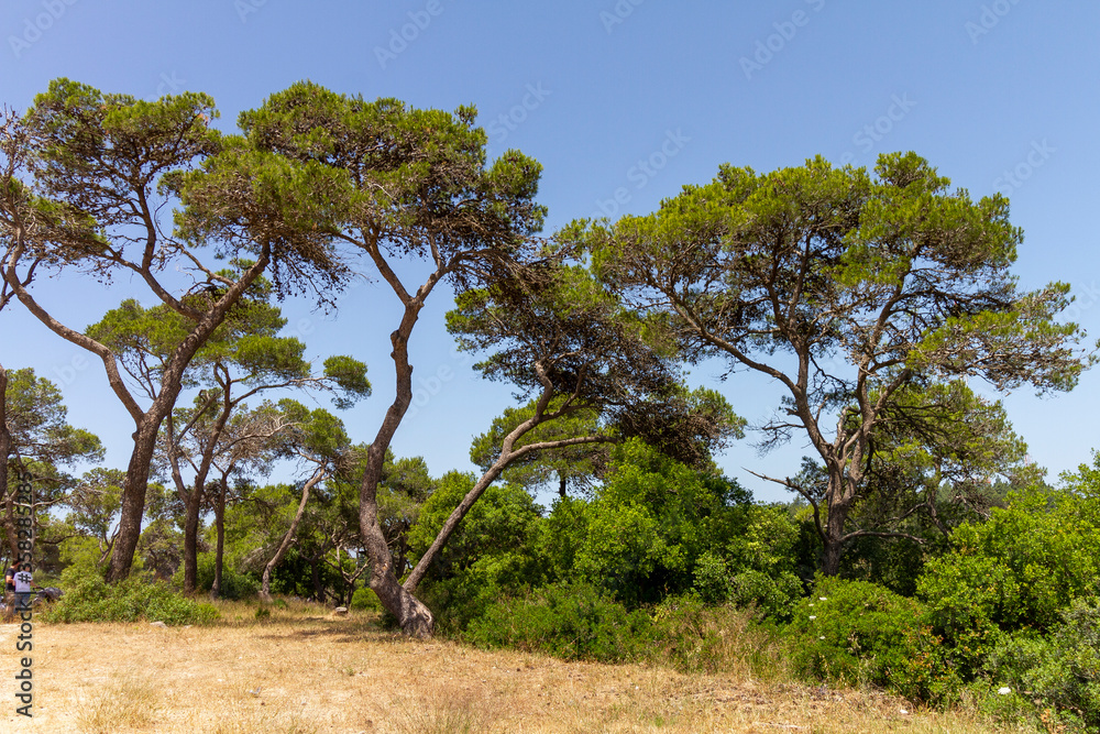 Israel. Beautiful trees in Mount Carmel National Park. Israel. Beautiful trees in Mount Carmel National Park.