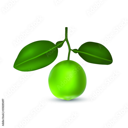 Green Lemon, fresh Lime citrus fruit with leaves isolated on a white background