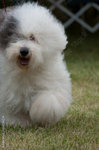 Old English Sheep Dog © Kyle