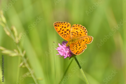 Marbled fritillary butterfly, Brenthis daphne. Beautiful Fritillary butterfly on meadow