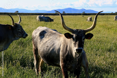 Bestiame allo stato brado - Vacca Maremmana - Parco regionale della Maremma - Toscana - Italia