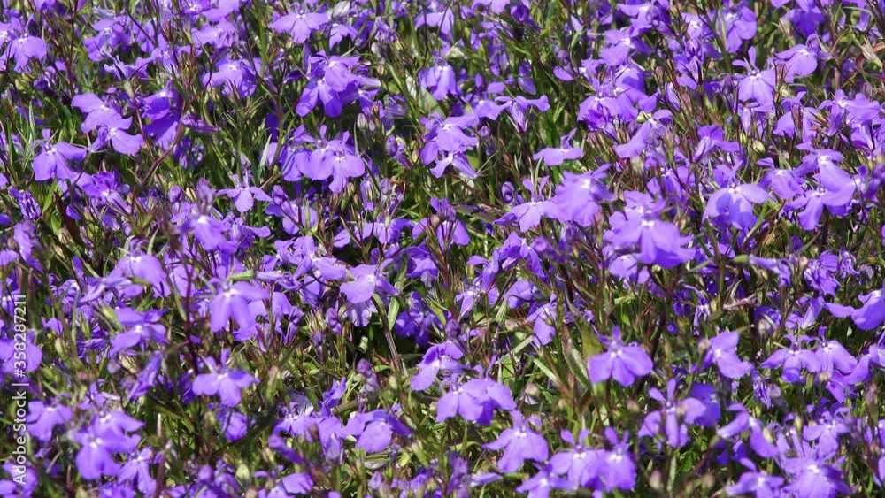 blue flowering Lobelia in the garden blue flowering Lobelia in the garden