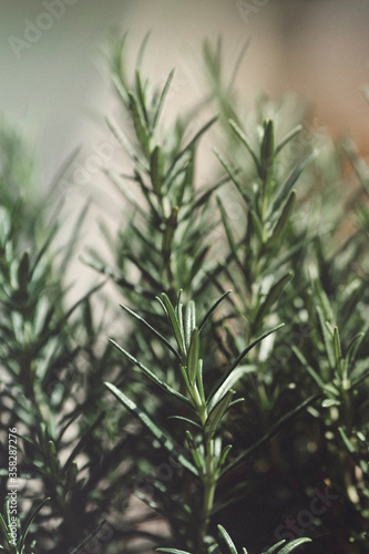 Green Rosemary in a vase