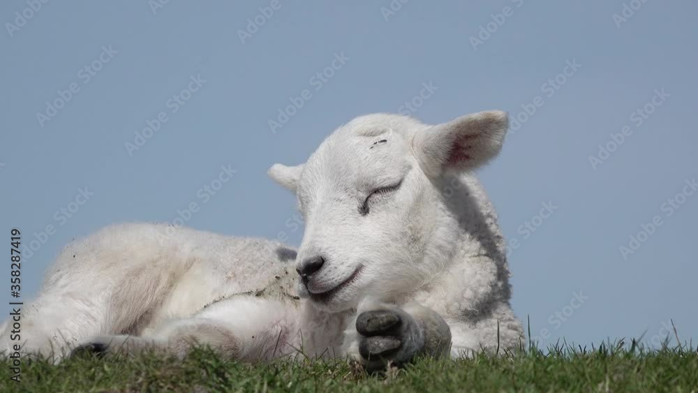 Cute white lamb lying on meadow in springtime in front of blue sky Cute white lamb lying on meadow in springtime in front of blue sky