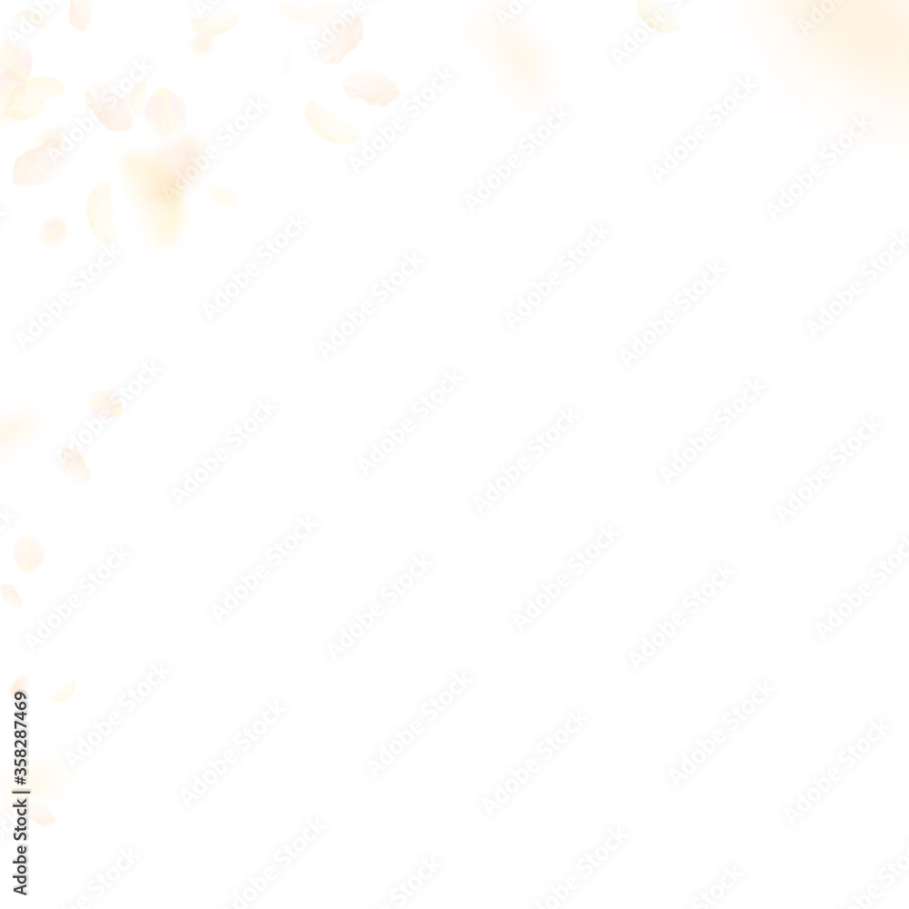 Yellow orange flower petals falling down. Indelibl Yellow orange flower petals falling down. Indelibl