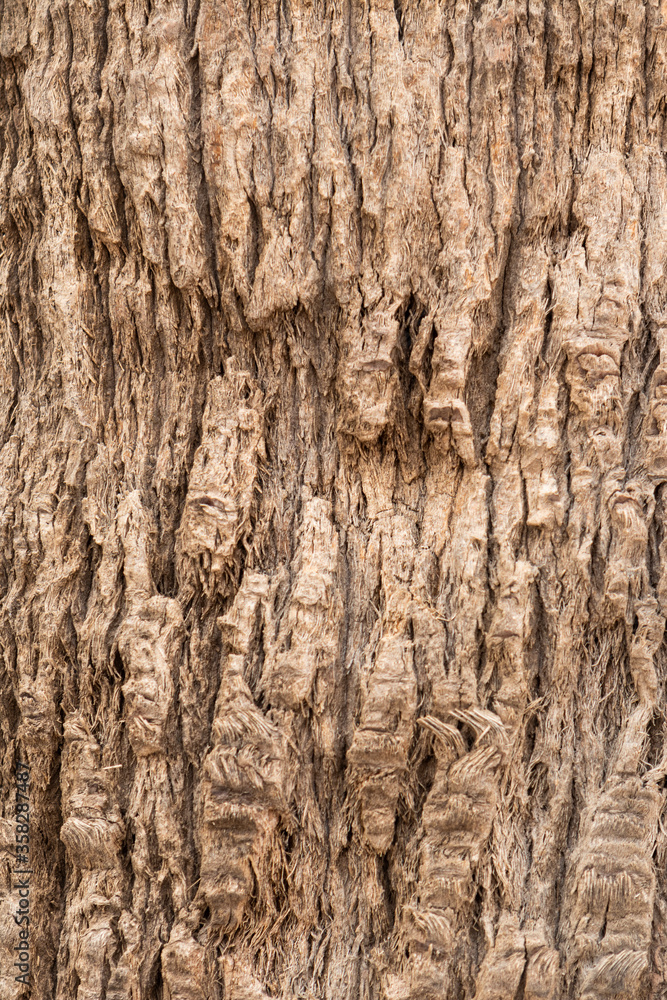 Orange texture of an old tree Orange texture of an old tree
