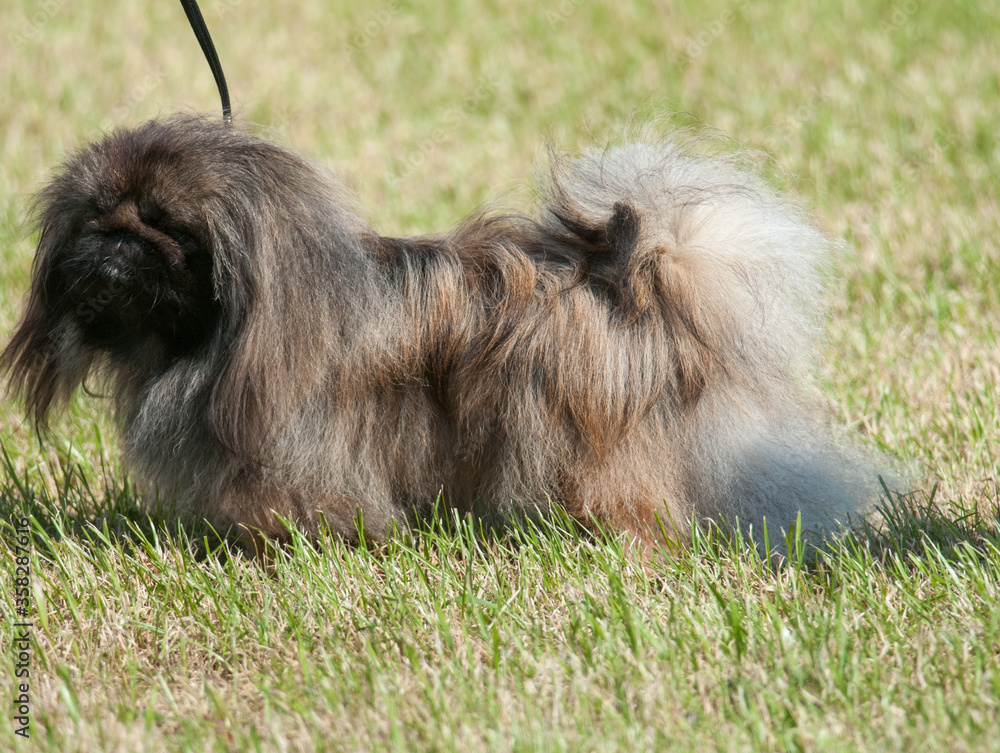 Fototapeta premium Pekingese
