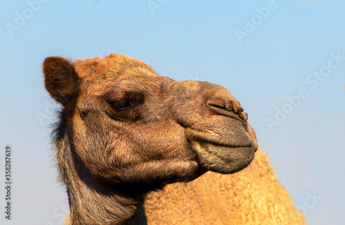 African Camel in the Namib desert.  Funny close up. Namibia © Yuliia Lakeienko