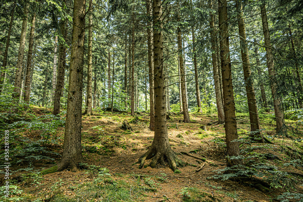 Trees on a hill in the forest. Moutain forest. Karkonosze forest. Trees on a hill in the forest. Moutain forest. Karkonosze forest.
