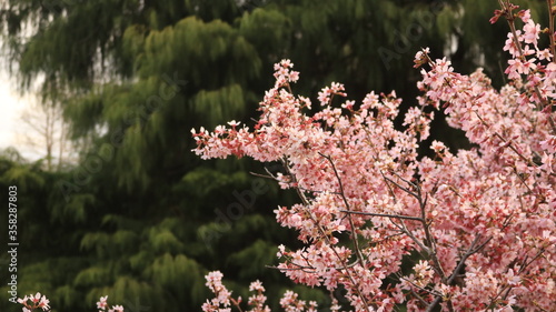 Pink cherry blossom tree