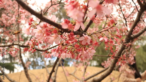 Cherry blossom tree