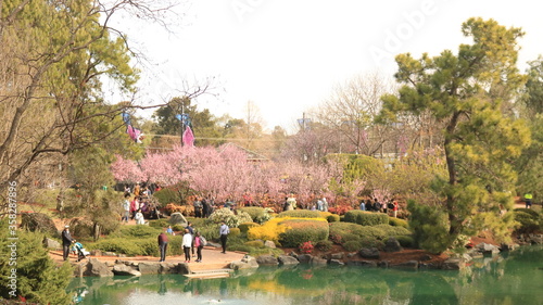 Cherry blossom park