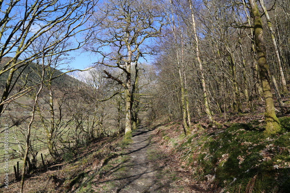 A sunny, winter woodland scene with deciduous trees in the Dulas Valley, Gwynedd, Wales, UK.