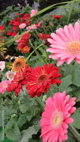 Colorful flowers