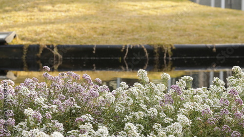 Wild flowers in the water