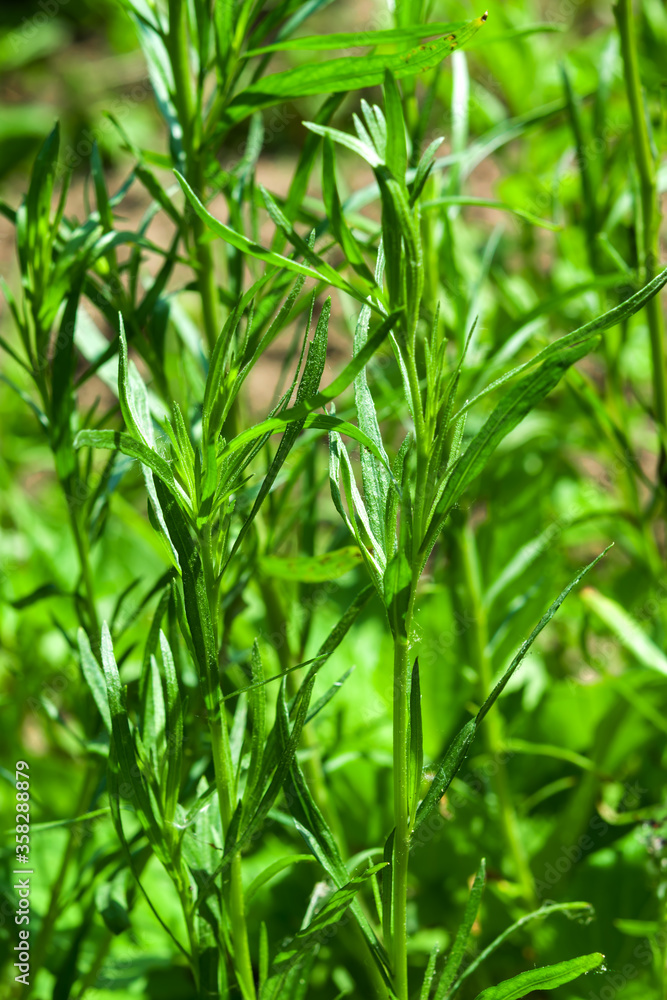 Green herb of the medicinal and food plant Artemisia tarragon, or tarragon,estragon, wormwood, Artemisia dracúnculus.It is used for preparing food and drinks in cooking Green herb of the medicinal and food plant Artemisia tarragon, or tarragon,estragon, wormwood, Artemisia dracúnculus.It is used for preparing food and drinks in cooking