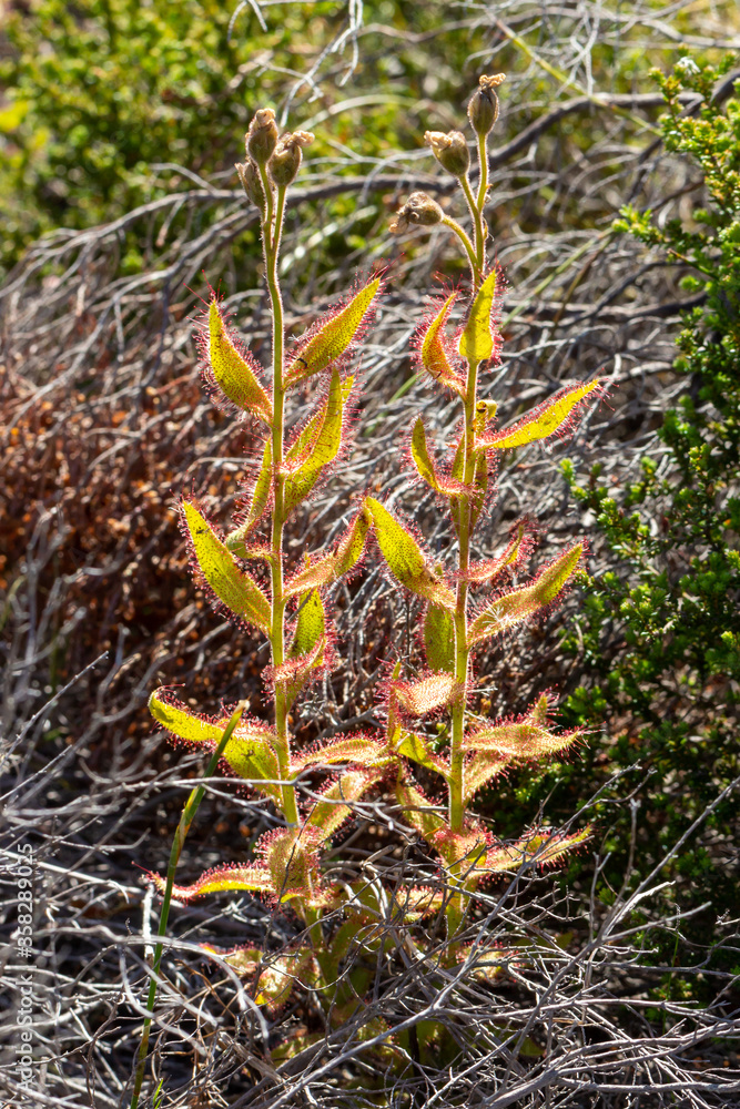 Drosera cistiflora in Betty's Bay, Western Cape, South Africa Drosera cistiflora in Betty's Bay, Western Cape, South Africa