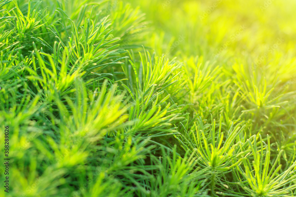 green decorative grass in sunlight as background, texture