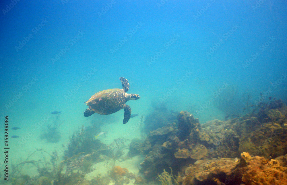 Obraz premium underwater sea turtle caribbean sea Venezuela