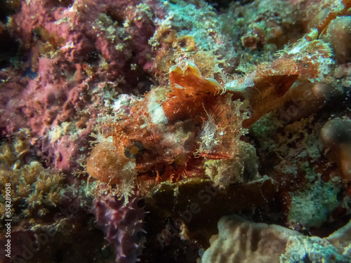 A juvenile Papuan Scorpionfish (Scorpaenopsis papuensis)