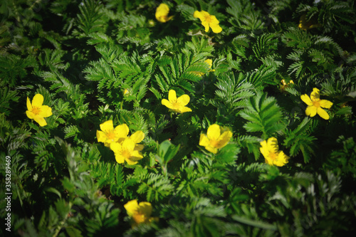 Argentina anserina or Potentilla anserina. It is known by the common names silverweed or silverweed cinquefoil. Natural green plant background, yellow flowers. photo