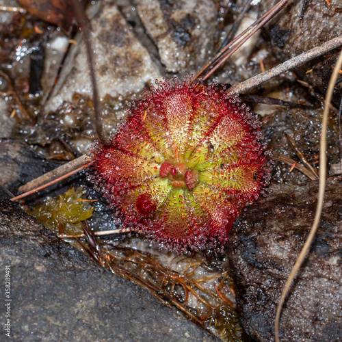 Drosera aliciae in Fernkloof Nature Reserve, Western Cape, South Africa photo