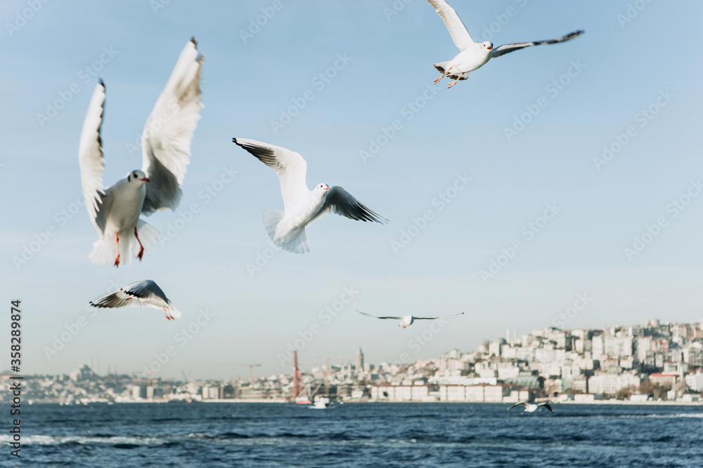 A group of seagulls
