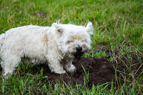 white westie getting dirty