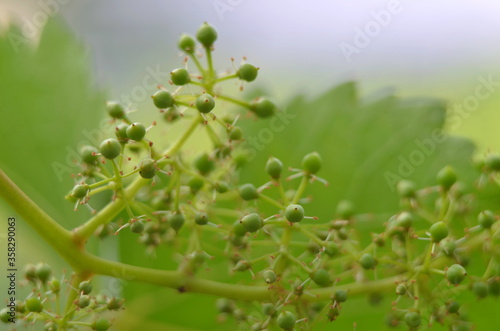 
flowering grapes in the garden