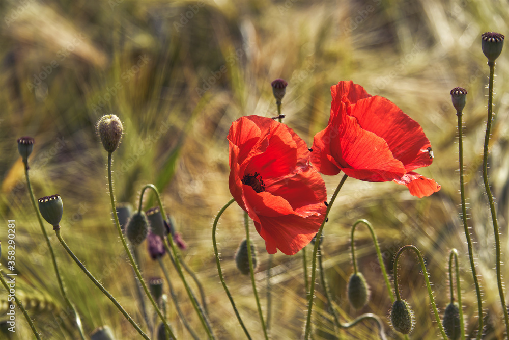 Obraz premium Poppy