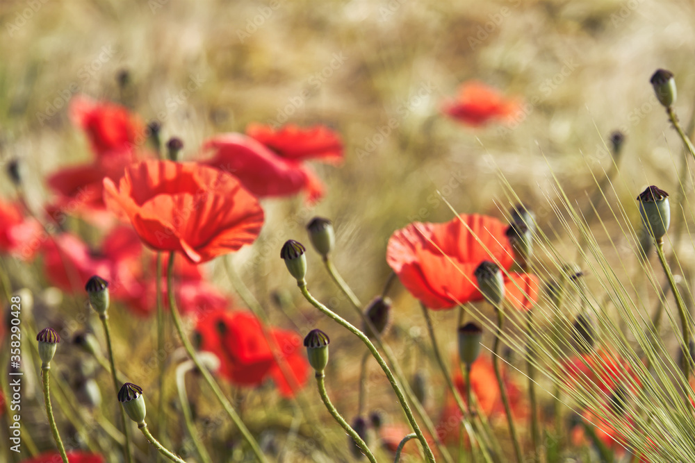 Fototapeta premium Poppy