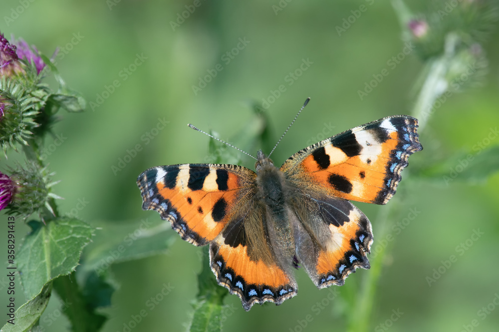 Small Tortoiseshell butterfly (Aglais urticae) feeding nectar from a thistle Small Tortoiseshell butterfly (Aglais urticae) feeding nectar from a thistle