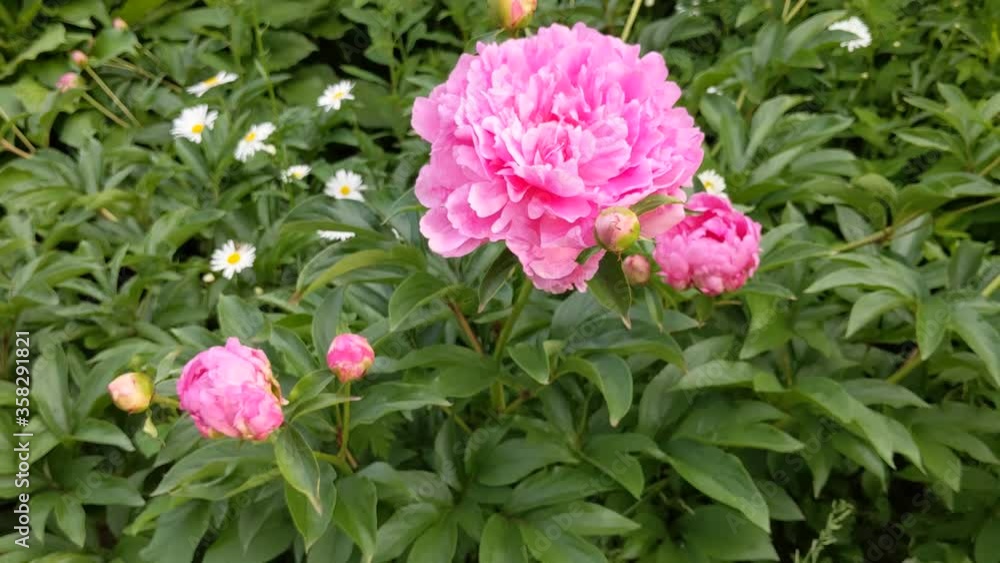 pink peonies and daisies grow in the summer garden pink peonies and daisies grow in the summer garden