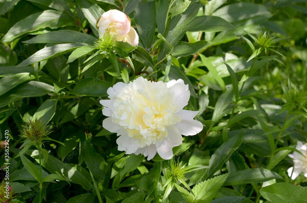 Obraz premium peonies beautiful white peonies in the garden