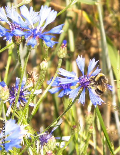 Close up of bumblebee on iris flower. photo