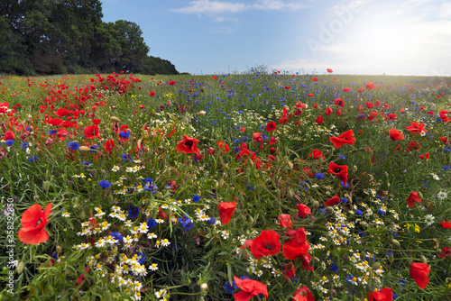 Ostsee. Kornblumen, Blumenfeld.