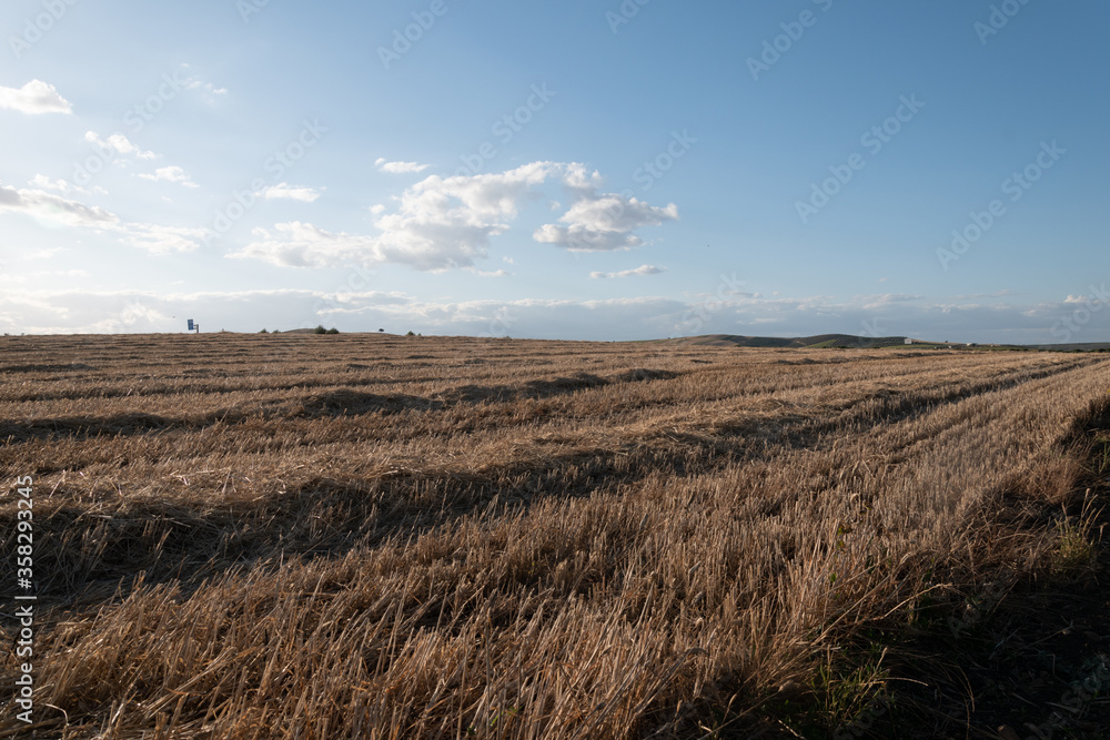Fototapeta premium campo con la cosecha recogida en córdoba