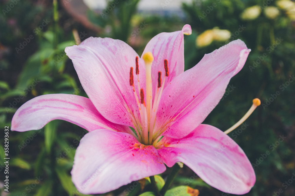 a large flower that gently opens its pink petals. the beauty of nature a large flower that gently opens its pink petals. the beauty of nature