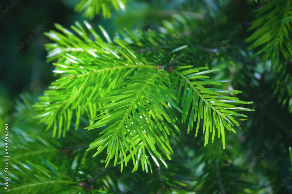 Spruce branch. Beautiful branch of spruce with needles. Christmas tree in nature. Green spruce. Spruce close up. Spruce branch. Beautiful branch of spruce with needles. Christmas tree in nature. Green spruce. Spruce close up.