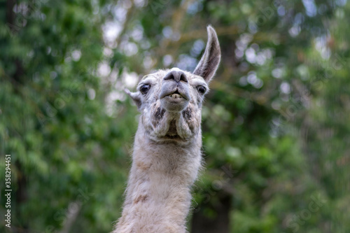 llama Lama glama portrait, beautiful hairy animal with funny face, light cream brown white color photo