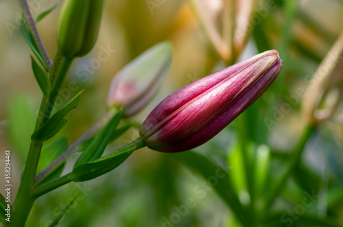 Lilium flowers in bloom, asiatic hybrids ornamental cultivated, flowering lilies, bouquet in bloom, buds and flowers with petals
