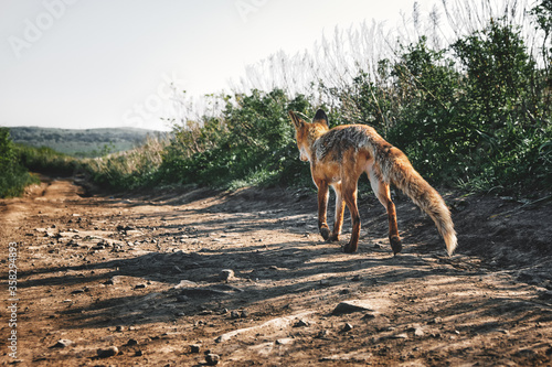 low angle back view of a wild red fox walking along a trail on a background of grass and sky on a sunny summer day. Nature and wildlife concept.