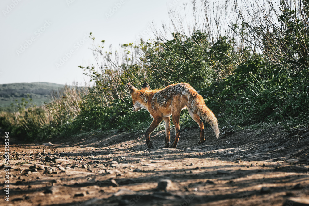 low angle back view of a wild red fox walking along a trail on a background of grass and sky on a sunny summer day. Nature and wildlife concept.