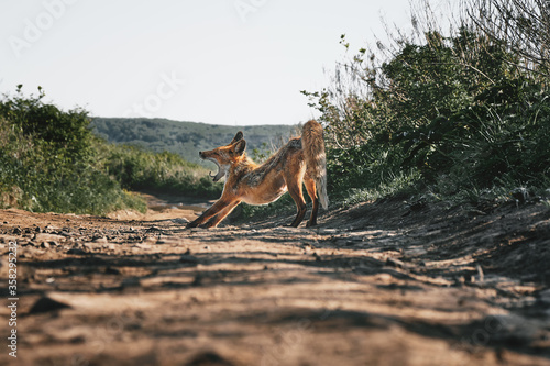 low angle close up view of a stretching full-length wild red fox with open mouth on a background of grass and sky on a sunny summer day. Nature and wildlife concept.